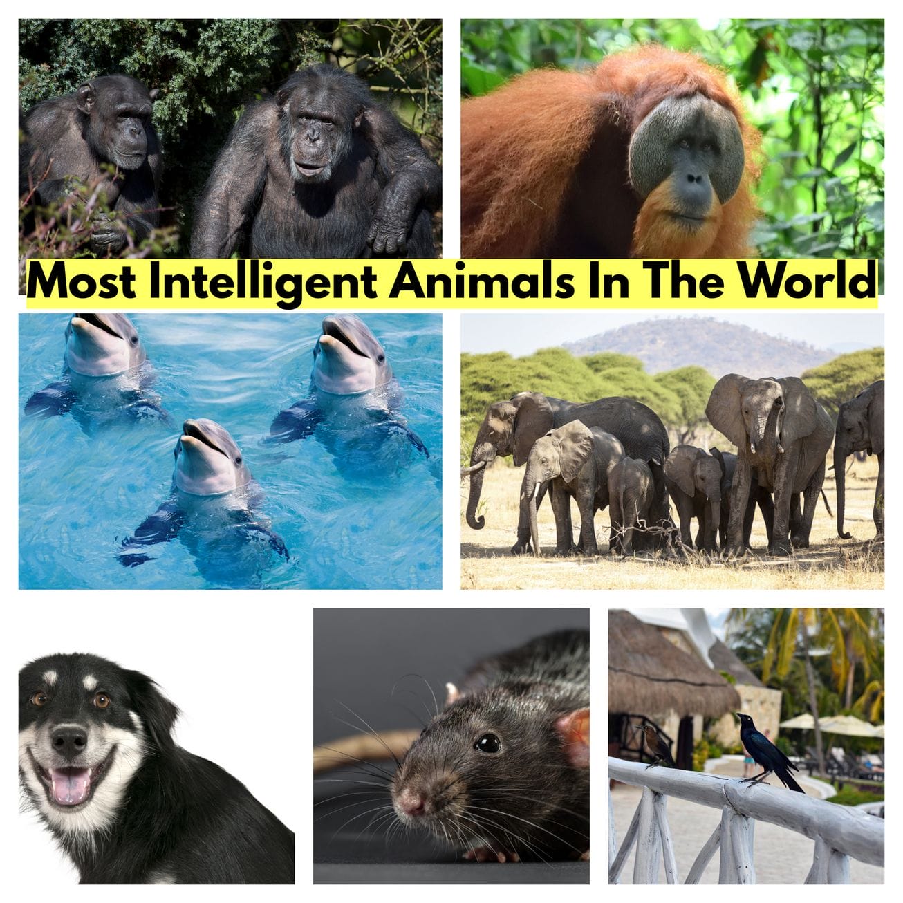 Top 8 Most Intelligent Animals in the World - Animal Facts