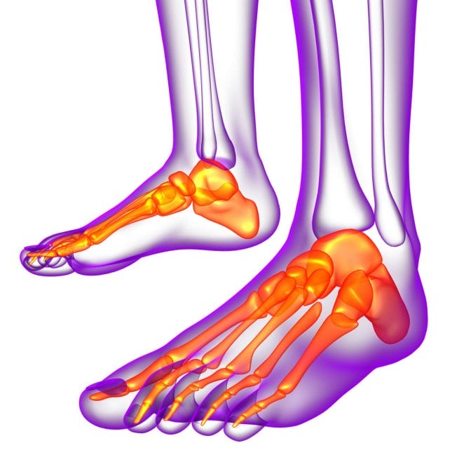 25% of the bones in the body is located in the feet of a person
