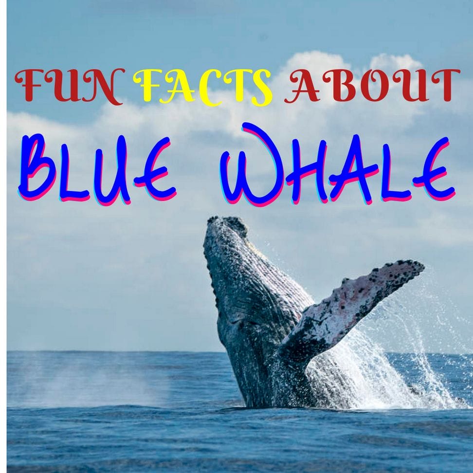 Fun Facts About Blue Whale - Animal Facts