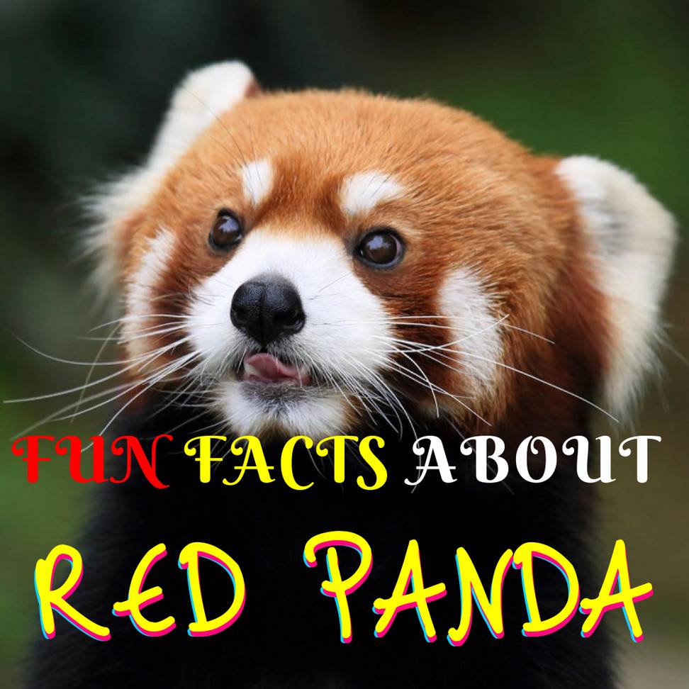 Fun Facts about Red Panda - Animal Facts