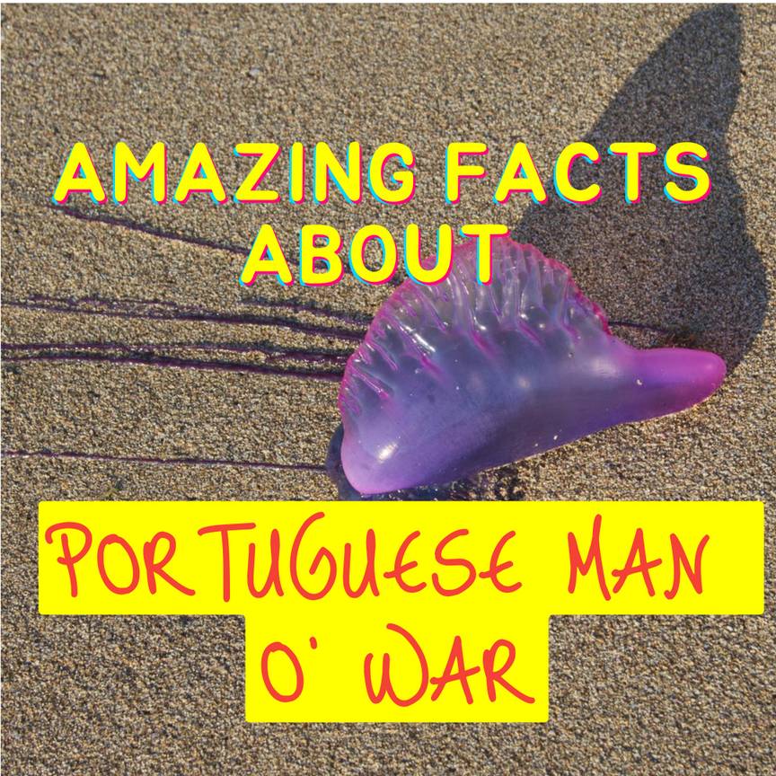 Amazing Facts about Portuguese Man o' War