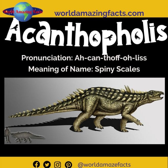 Acanthopholis dinosaur