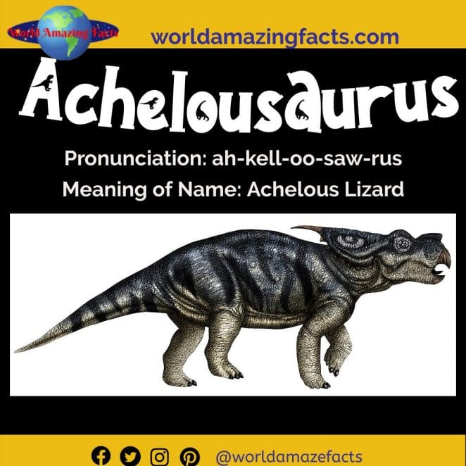 Achelousaurus dinosaur
