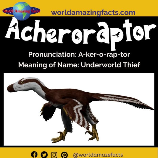 Acheroraptor dinosaur