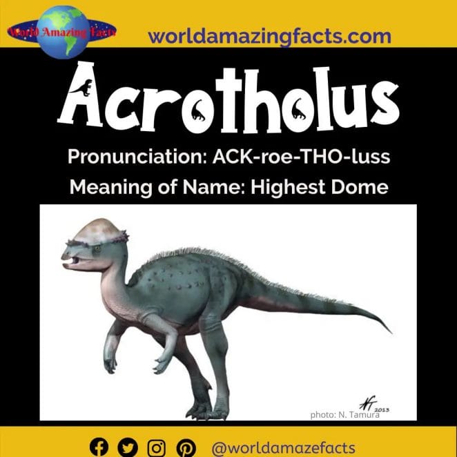Acrotholus dinosaur