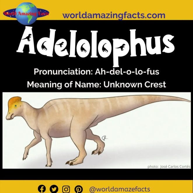 Adelolophus dinosaur 