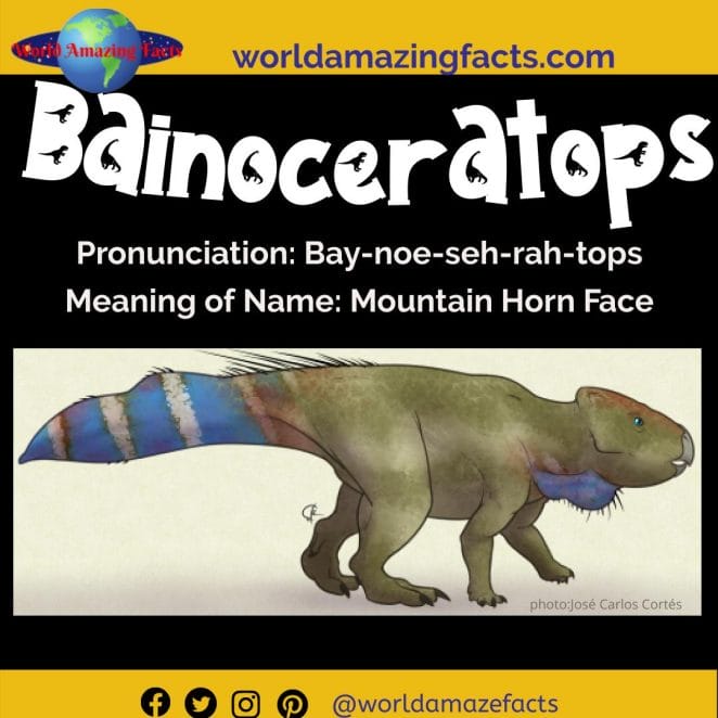 Bainoceratops dinosaur