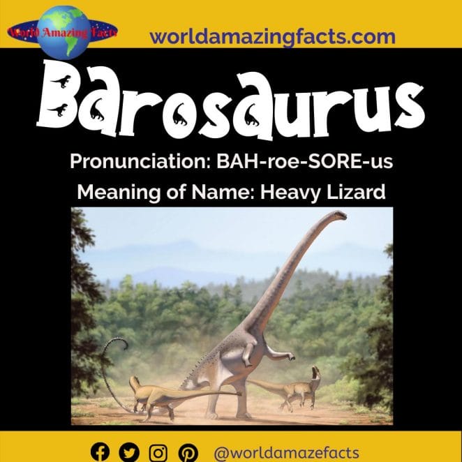 Barosaurus dinosaur