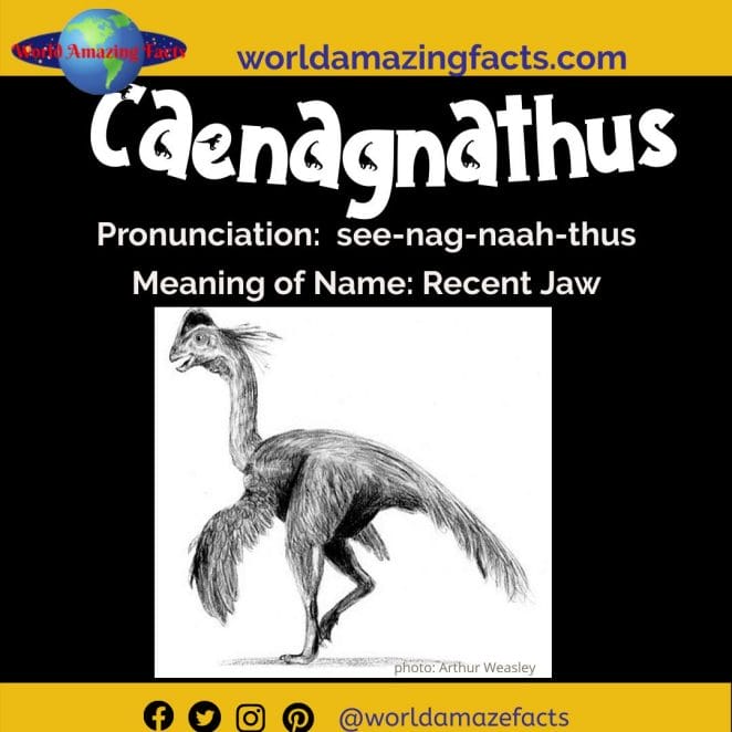 Caenagnathus dinosaur