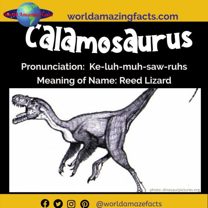Calamosaurus dinosaur