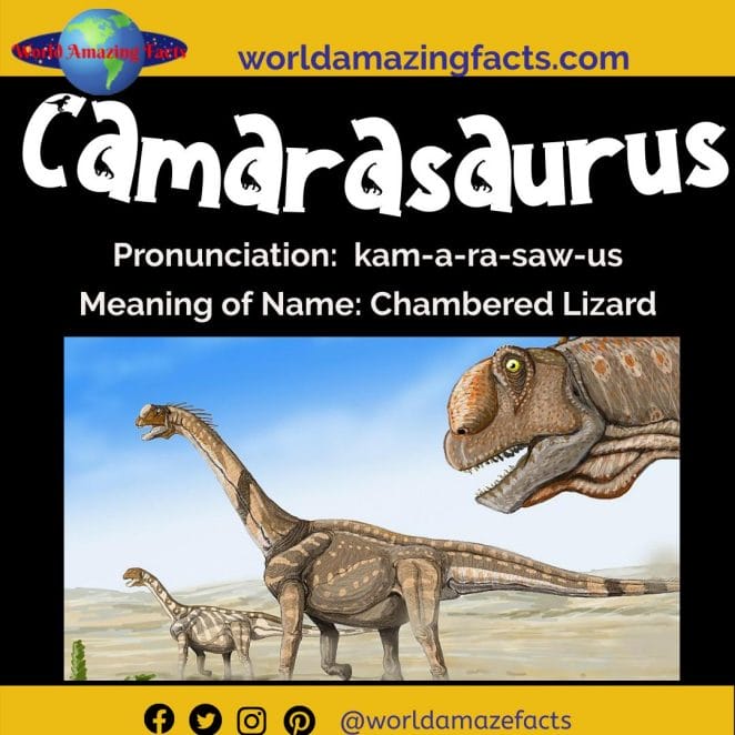 Camarasaurus dinosaur