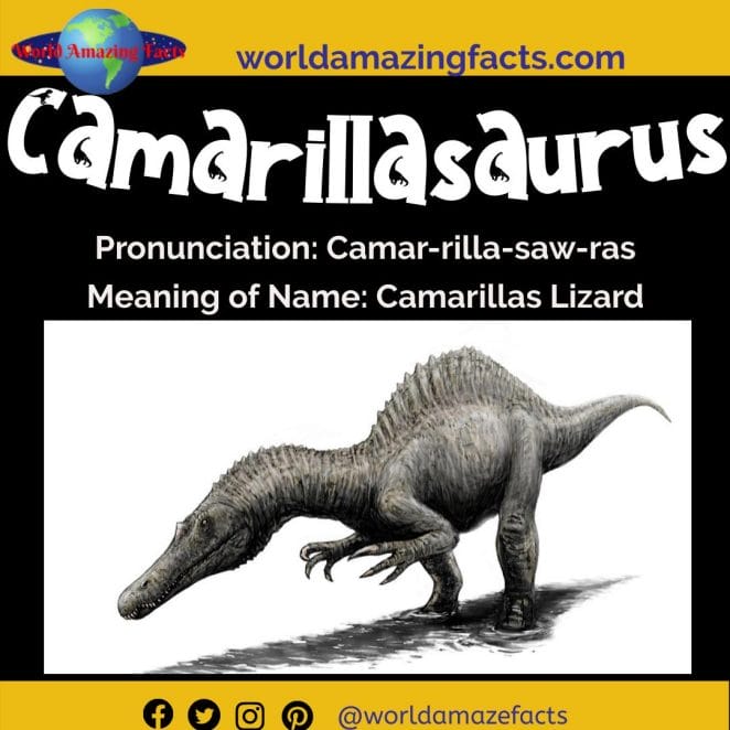 Camarillasaurus dinosaur