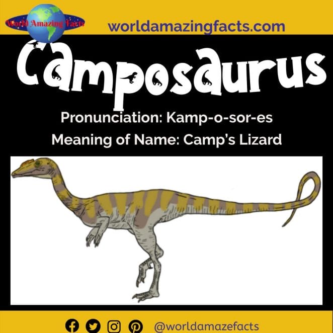 Camposaurus dinosaur