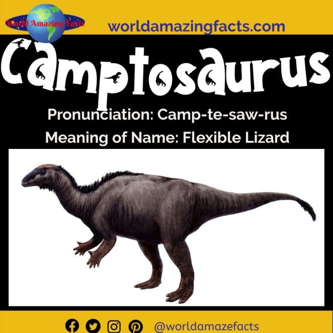 Camptosaurus dinosaur