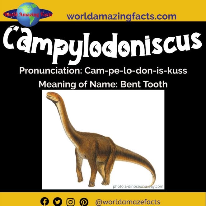 Campylodoniscus dinosaur
