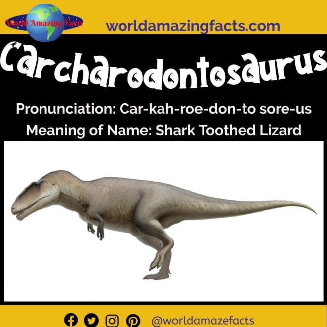 Carcharodontosaurus dinosaur