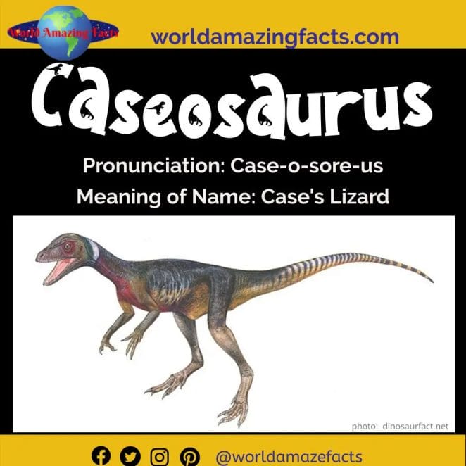Caseosaurus dinosaur