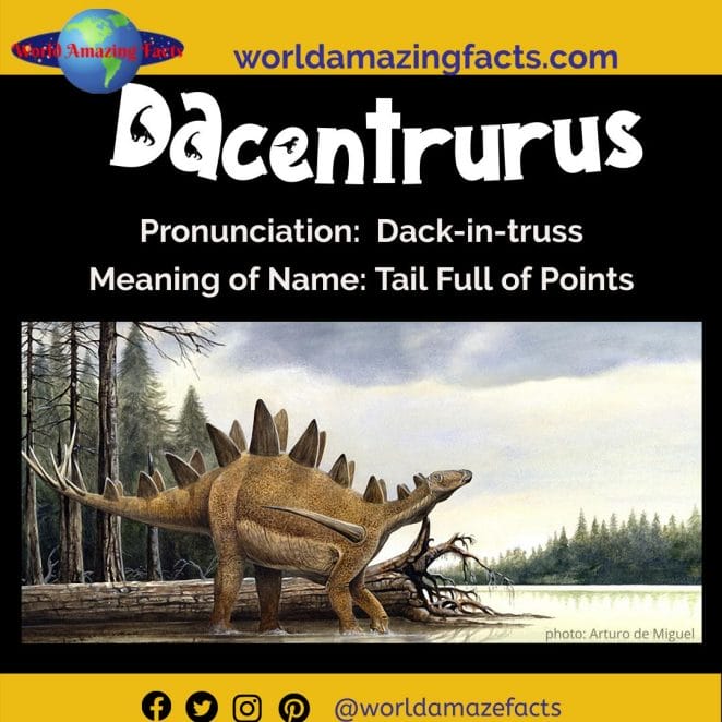 Dacentrurus dinosaur