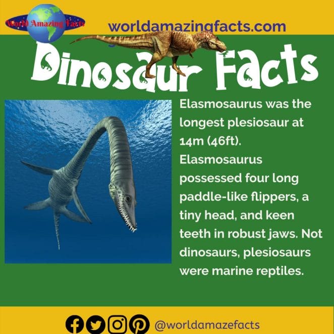 Elasmosaurus in the sea