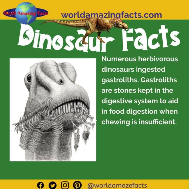 A sauropod dinosaur consumes gastrolithes