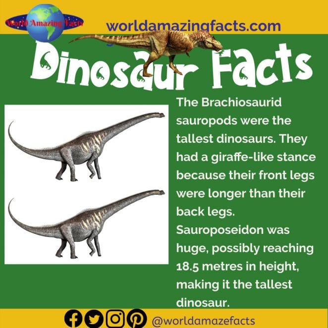 Brachiosaurid sauropods