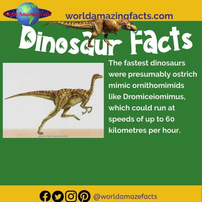 Dromiceiomimus dinosaur