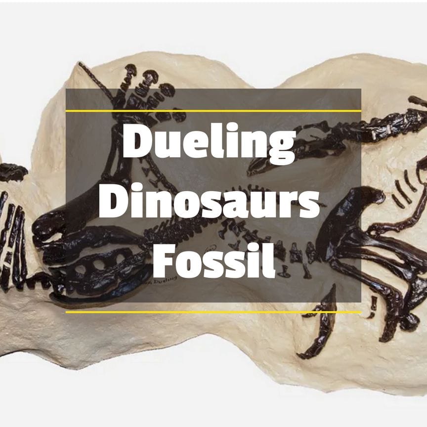 Dueling Dinosaurs Fossil - Dinosaur Facts