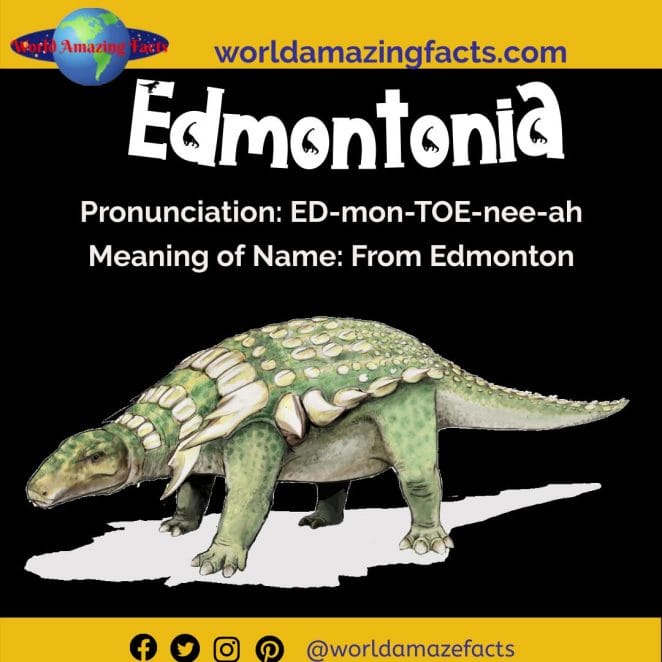Edmontonia dinosaur