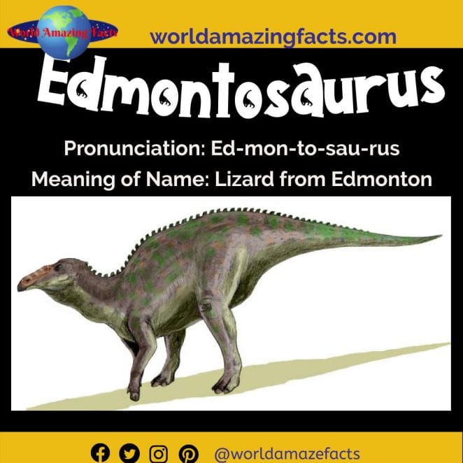 Edmontosaurus dinosaur