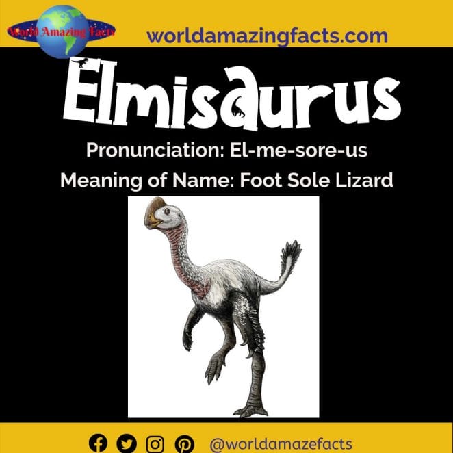 Elmisaurus dinosaur