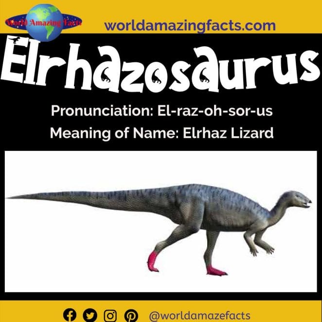 Elrhazosaurus dinosaur