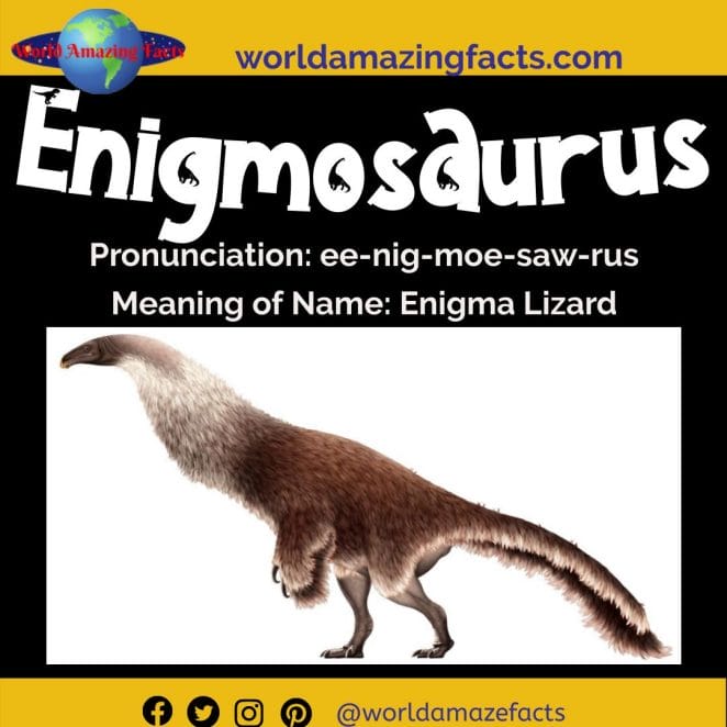 Enigmosaurus dinosaur