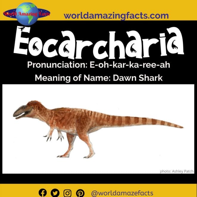 Eocarcharia dinosaur