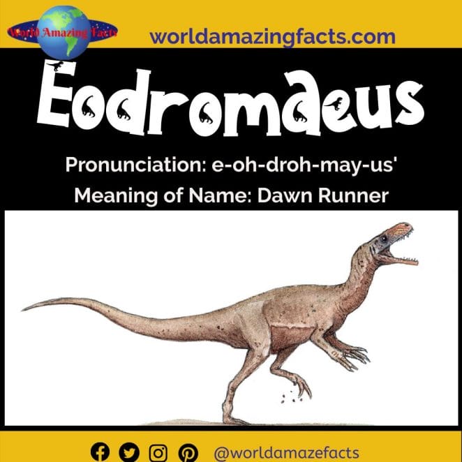 Eodromaeus dinosaur