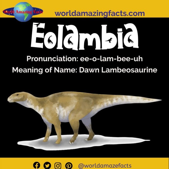 Eolambia dinosaur