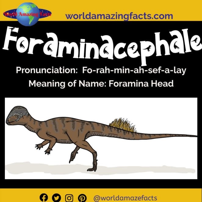Foraminacephale dinosaur