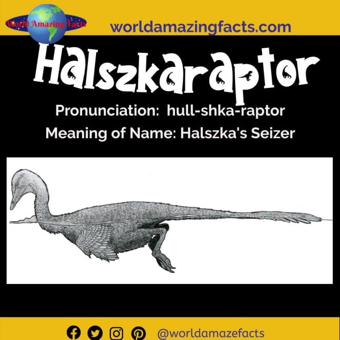 Halszkaraptor dinosaur