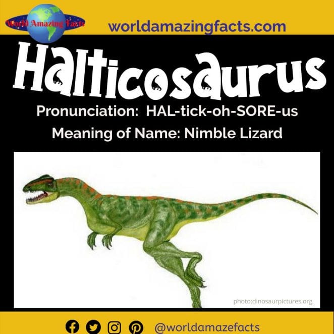 Halticosaurus dinosaur