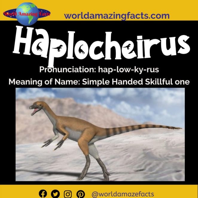 Haplocheirus dinosaur