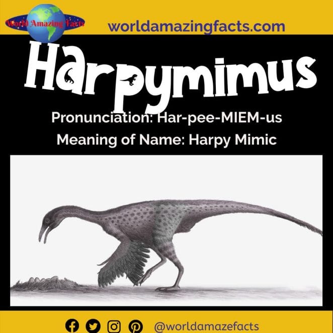 Harpymimus dinosaur