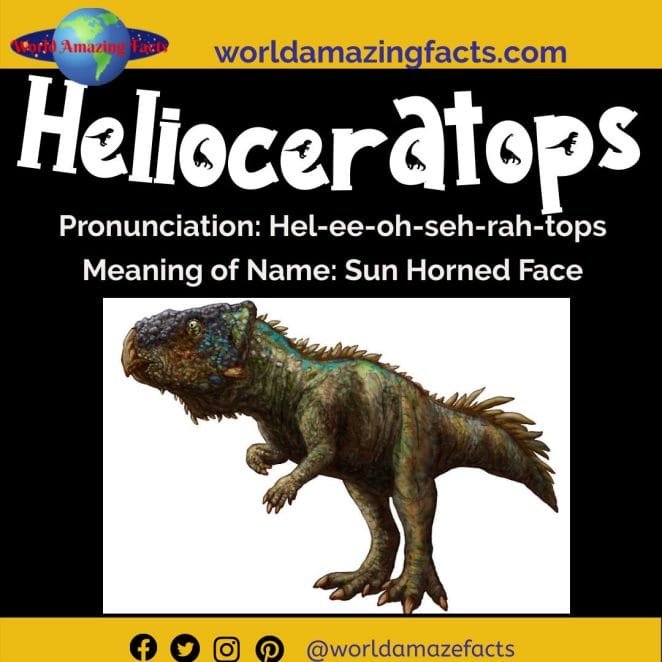 Helioceratops dinosaur