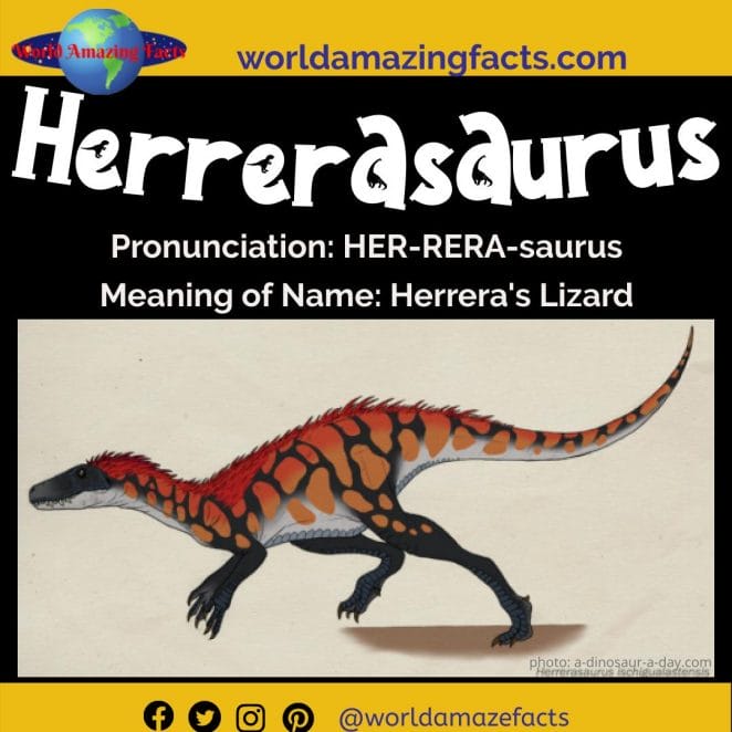 Herrerasaurus dinosaur