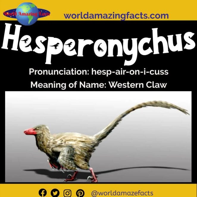 Hesperonychus dinosaur