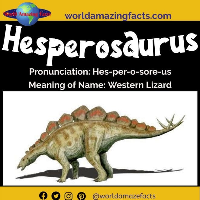 Hesperosaurus dinosaur