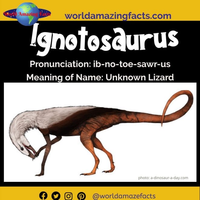 Ignotosaurus dinosaur