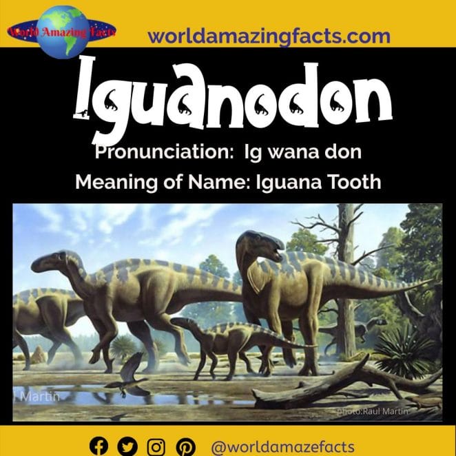Iguanodon dinosaur