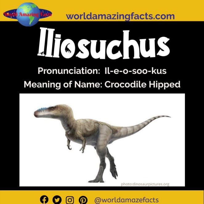 Iliosuchus dinosaur