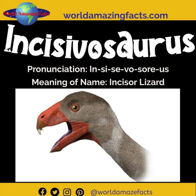 Incisivosaurus dinosaur