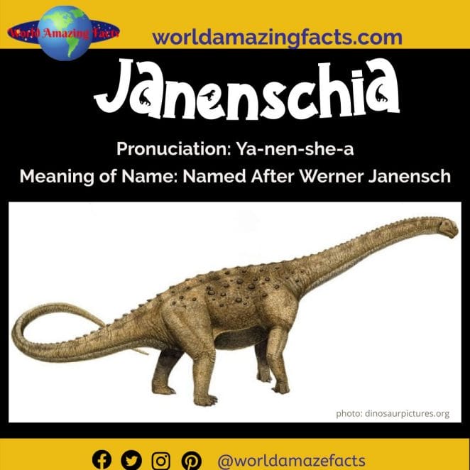 Janenschia dinosaur