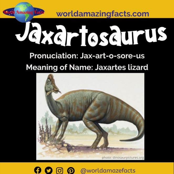 Jaxartosaurus dinosaur